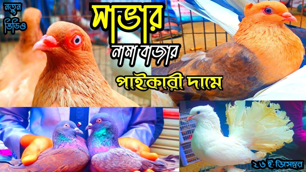 পাইকারি দামে কবুতর কিনুন | সাভার নামা বাজার কবুতর হাট | savar nama bajar kobutor hat | #BIRDS_MARKET