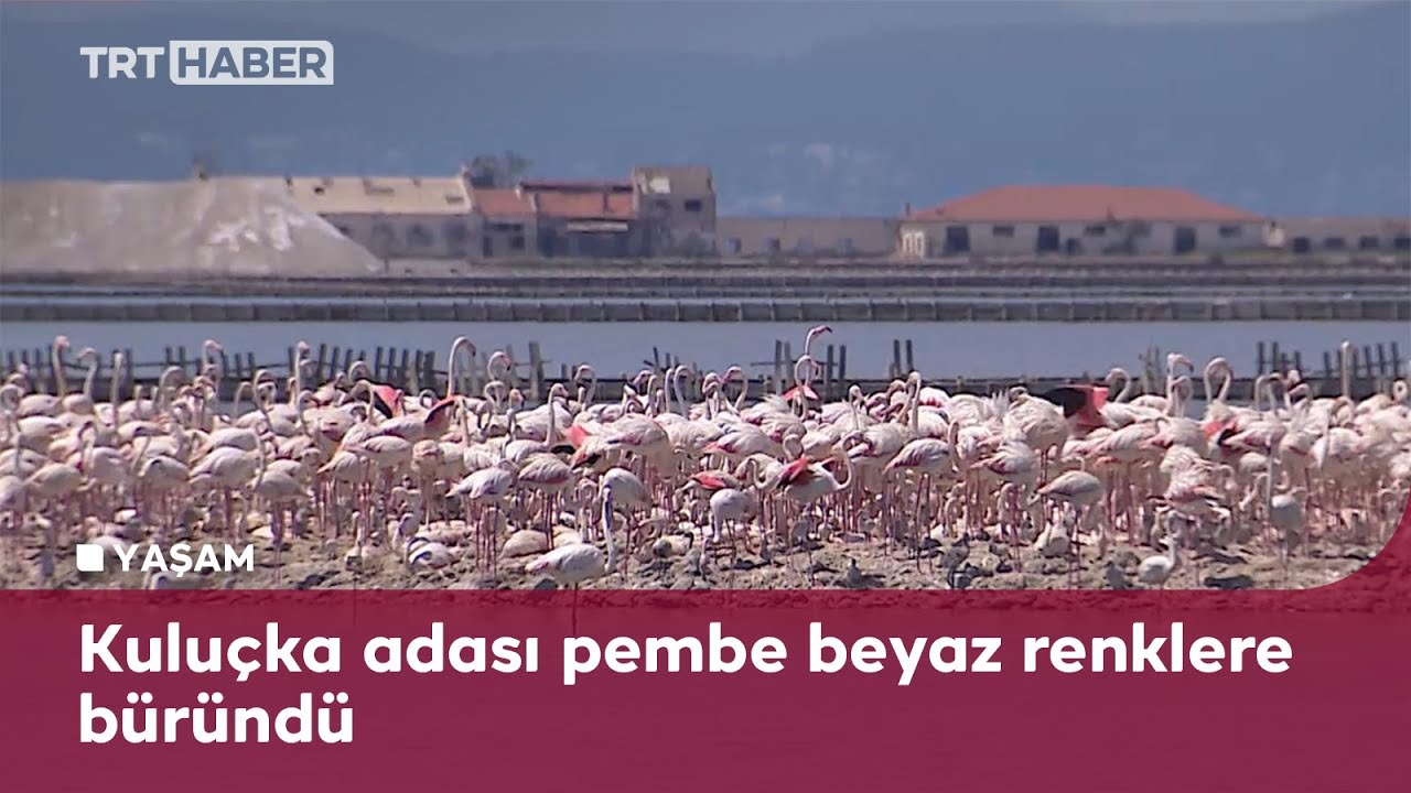 İzmir Kuş Cenneti'nde 18 bin flamingo kuluçkada