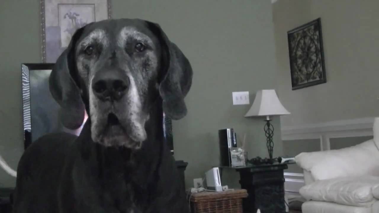 Great Dane Barking