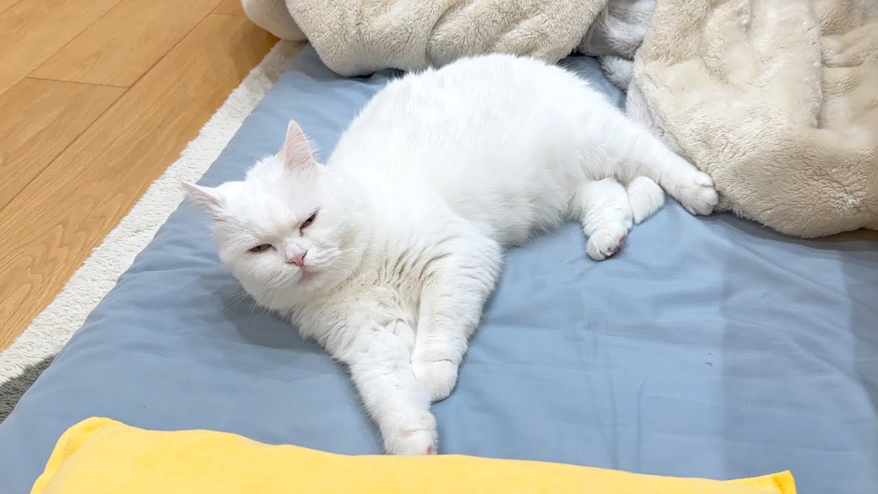 寝る気満々の猫に退いてもらおうとした結果&hellip;