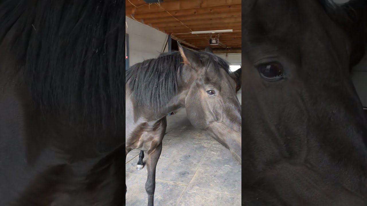 The horses around these parts are only a little bit spoiled