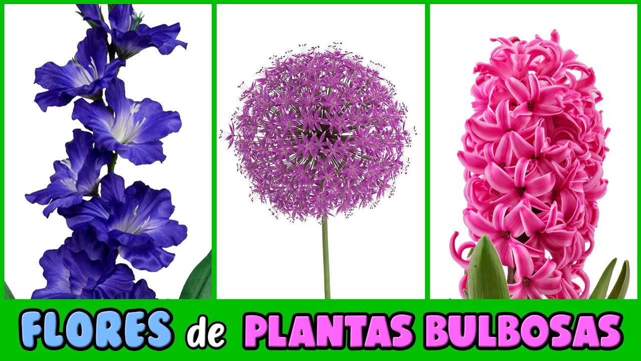 PLANTAS BULBOSAS con las FLORES MÁS BELLAS DEL MUNDO