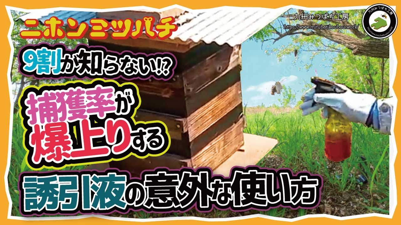 今年の分蜂は早いぞ！【捕獲率爆上がり】誘引液の使い方日本みつばちの養蜂 How to Beekeeping