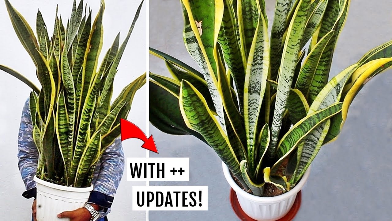 DO THESE 5 Things To Grow HUGE SNAKE Plant FASTER!