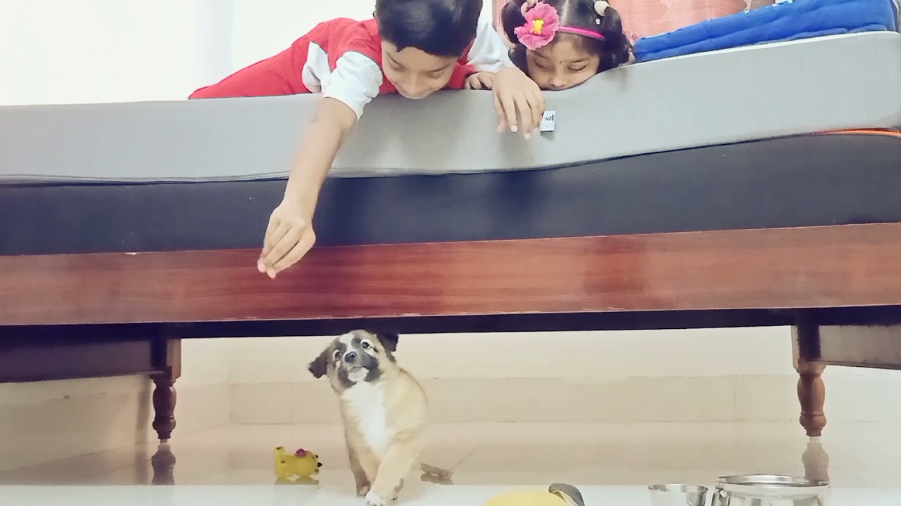 #pomeranian #puppie and Niha funny video