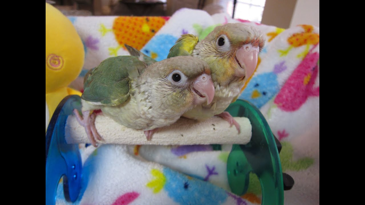 Video #3 -- Turquoise Pineapple GCC babies -- 4 weeks old