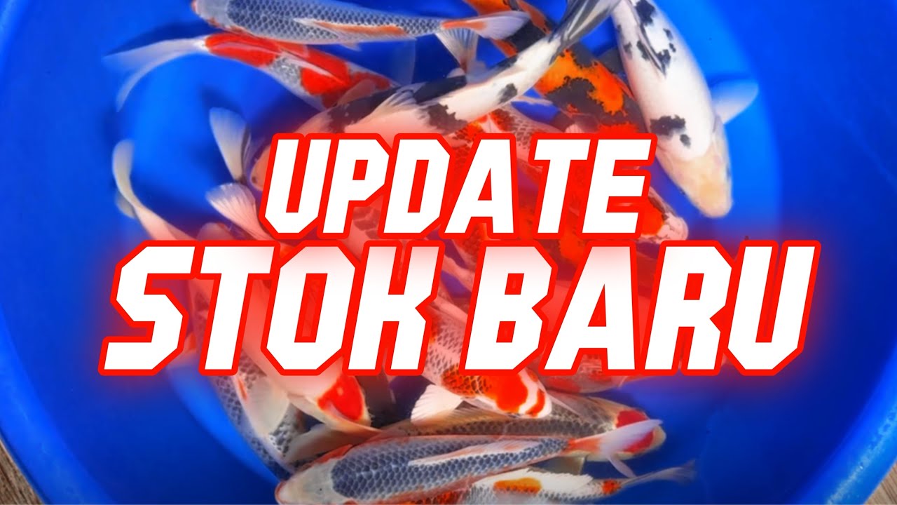 🔴UPDATE STOK BARU YANG PASTI IDAMAN PARA SULTAN😁🔥 | HARGA ADA DI DESKRIPSI YA