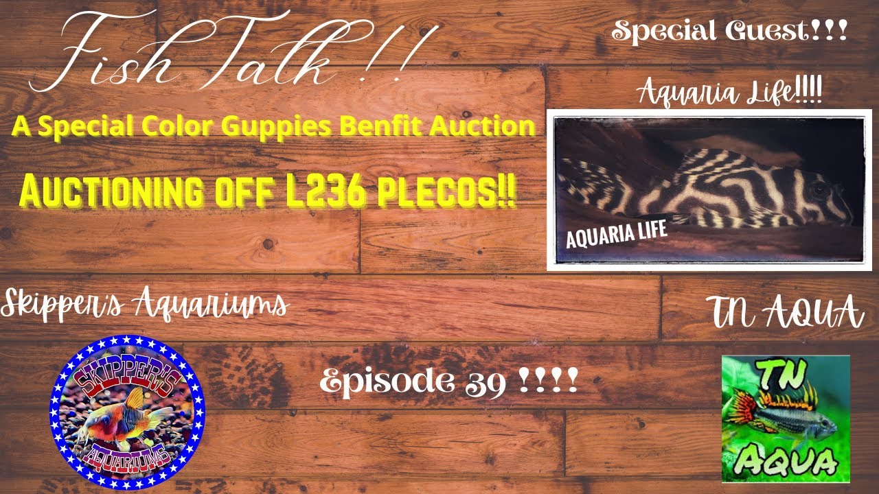 Fish Talk Special Ep. 39  Special Guest Aquaria Life /Color Guppies Benefit Auction!!!