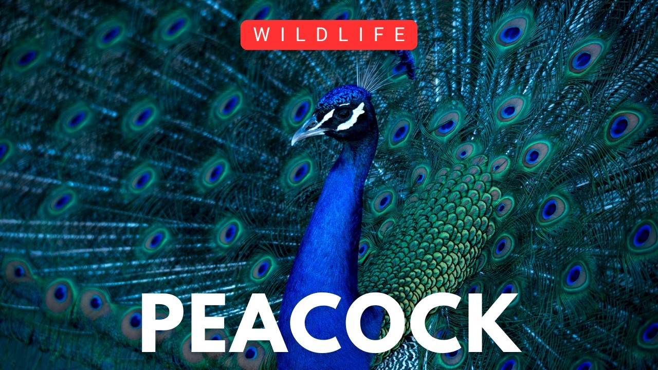 Peacock: The Bird With the Most Beautiful Feathers on Earth