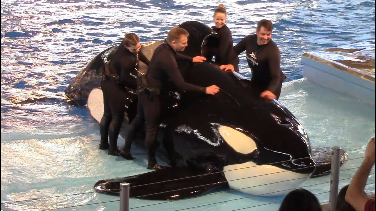 First Orca Encounter (Full Show) at SeaWorld San Antonio - February 22, 2020