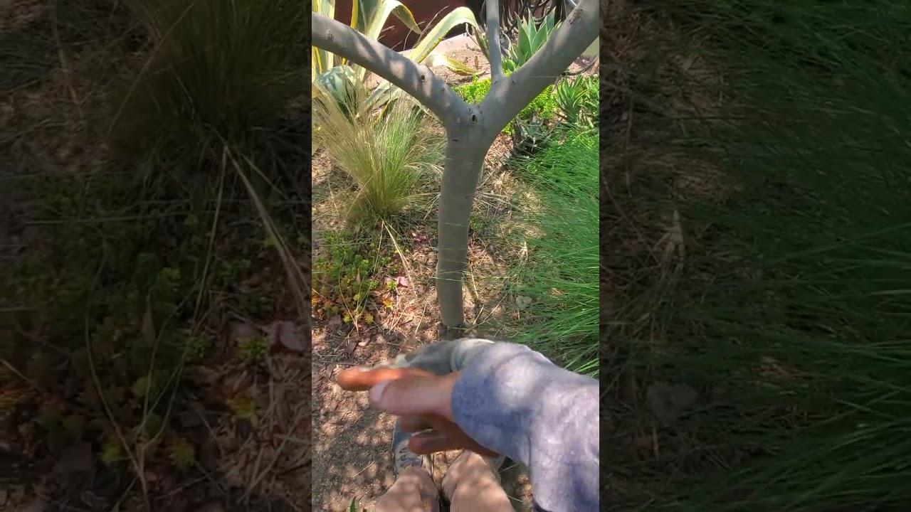 How to get alot of fruit on an olive tree in your garden #gardening #olives #growfood #permaculture