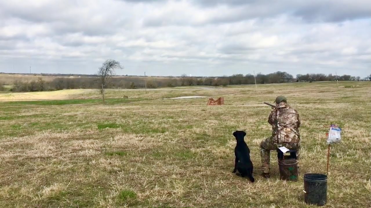 Lone Star HRC Finished Hunt Test - Land - Buck @ 14 months - 3/24/19 (passed)