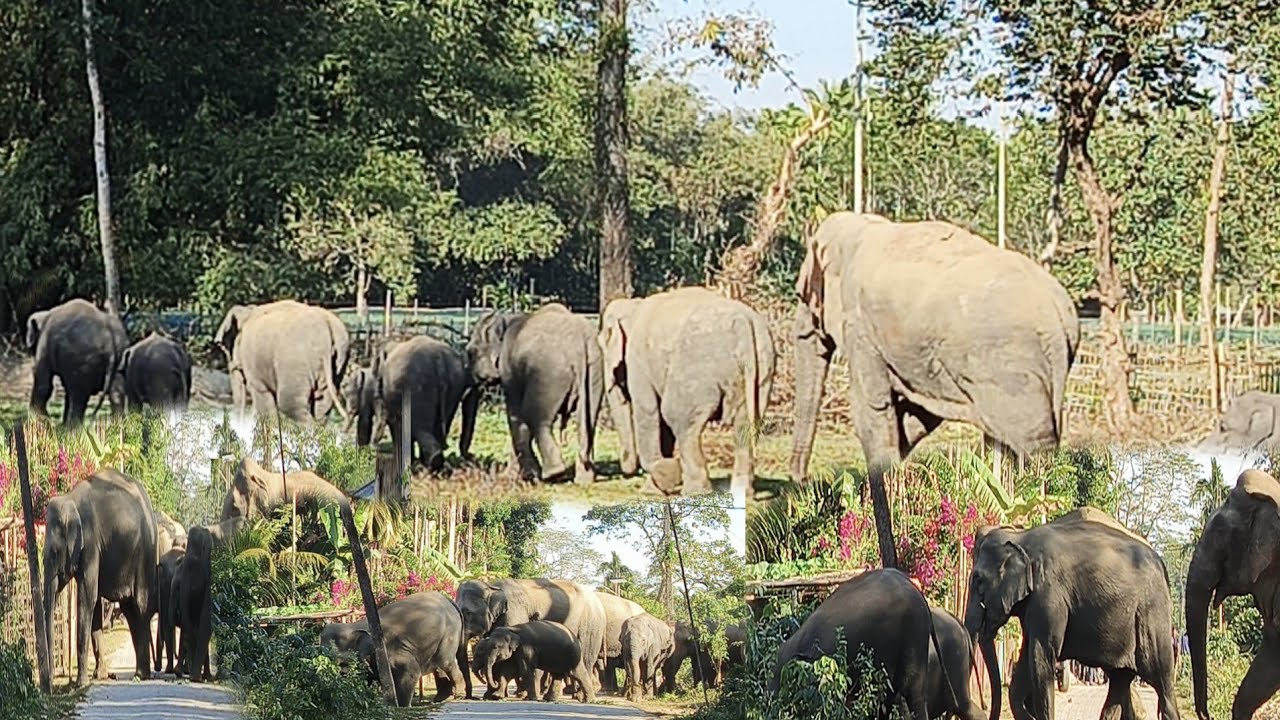 Wild Elephants Enter Village Road | Real Jungle Life Capture@WildElephantsVlogs 