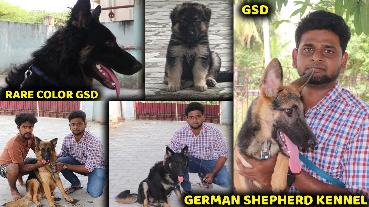 DOG FOR SALES\ GERMAN SHEPHERD KENNEL\puppies for sales\GSD\LONG COAT GSD\SHORT COAT GSD\ SE VLOGS