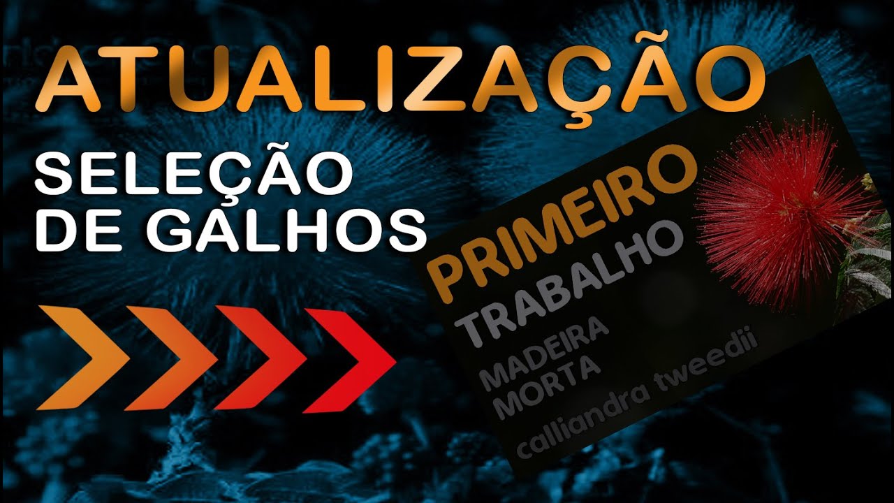 Atualização, Calliandra Tweedii