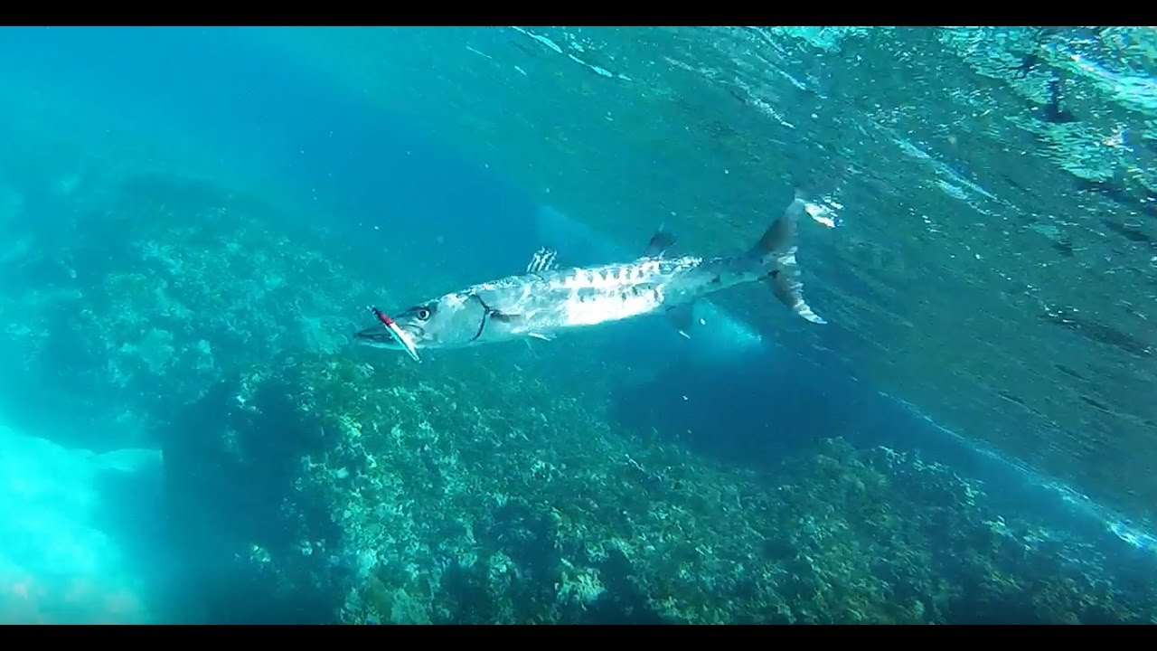 Saber tooth barracuda. Part 4
