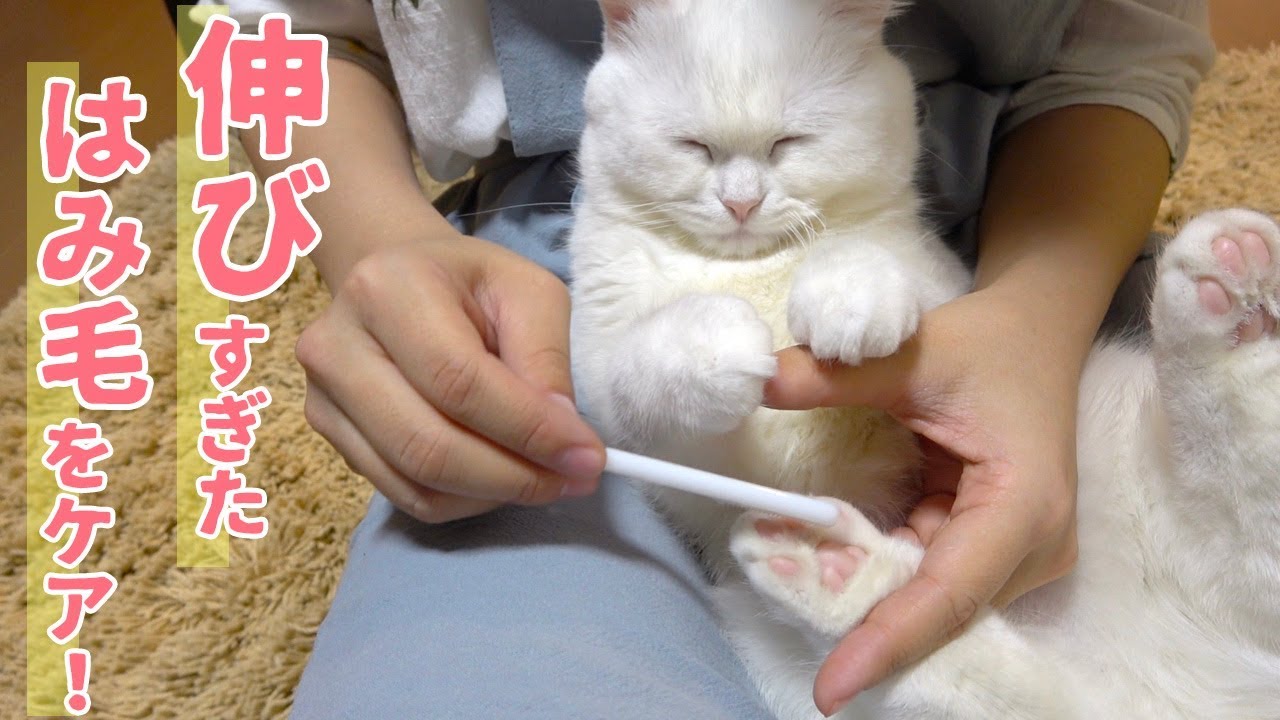 【妹サロン】肉球まわりのはみ毛を綺麗にカットします！