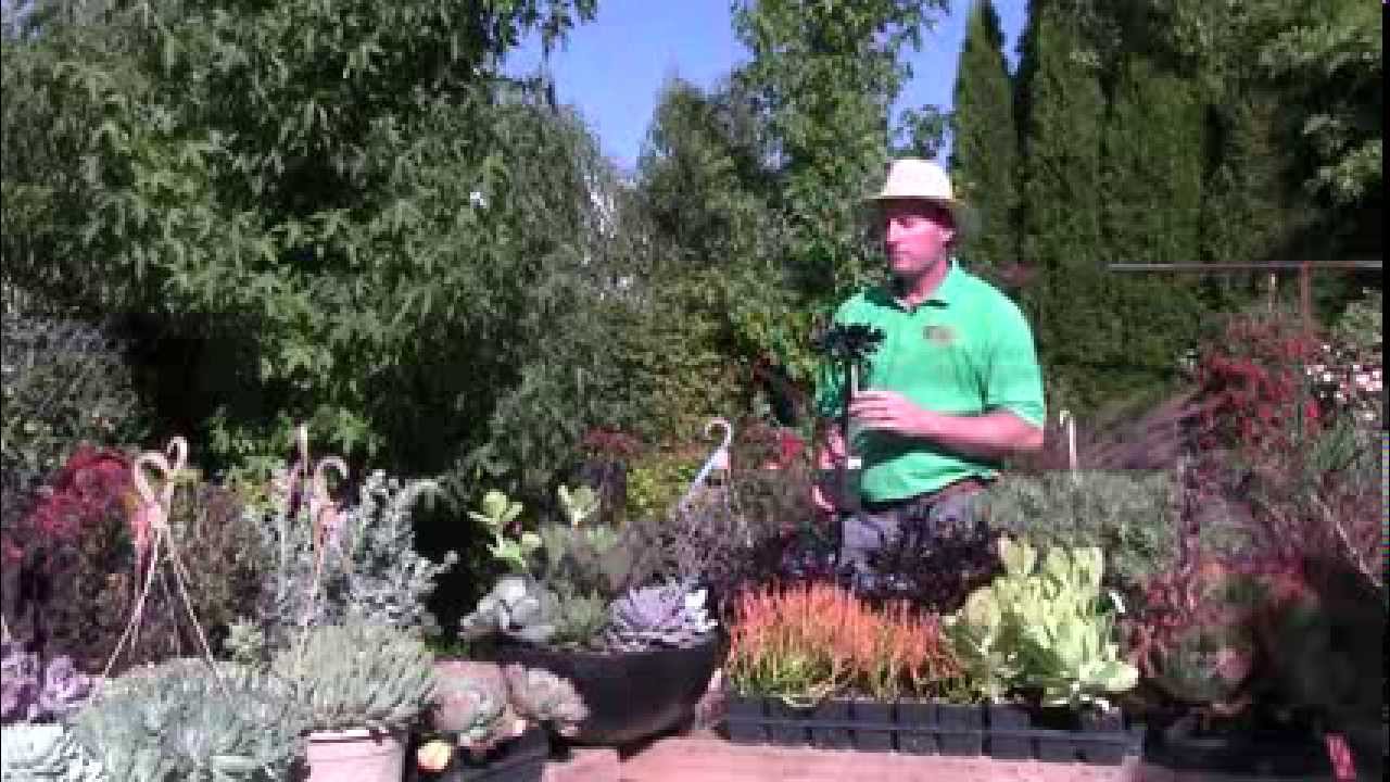 Tender Succulents: Part 3