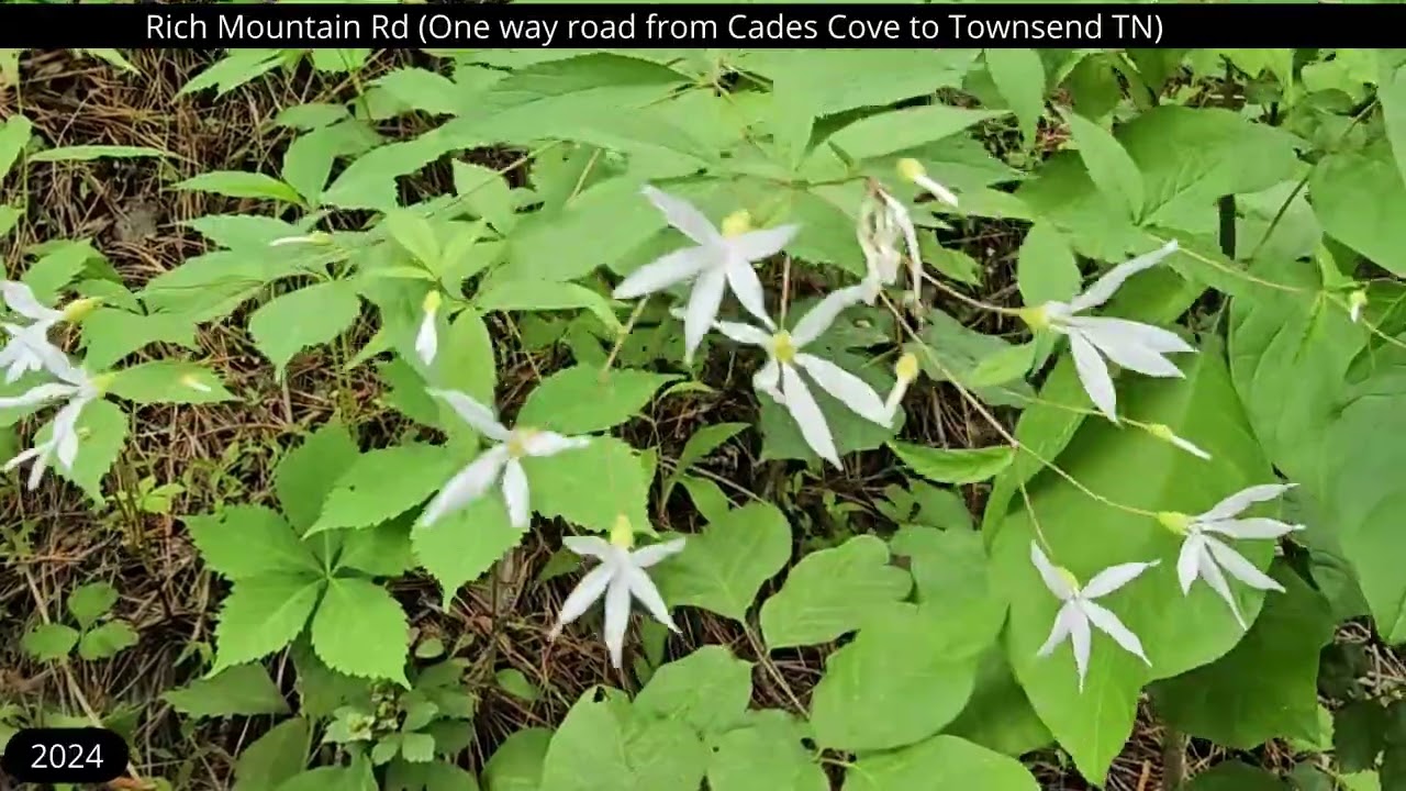 Rich Mountain Rd Cades Cove TN 1984   2024