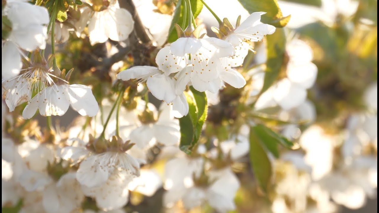 ASMR Spring Ambience | Cherry Blossom Trees 🌸 | Beautiful Piano Music 🎵