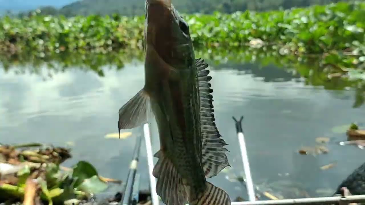 PERDANA DI SPOT INI , MANCING NILA LIAR TERBARU