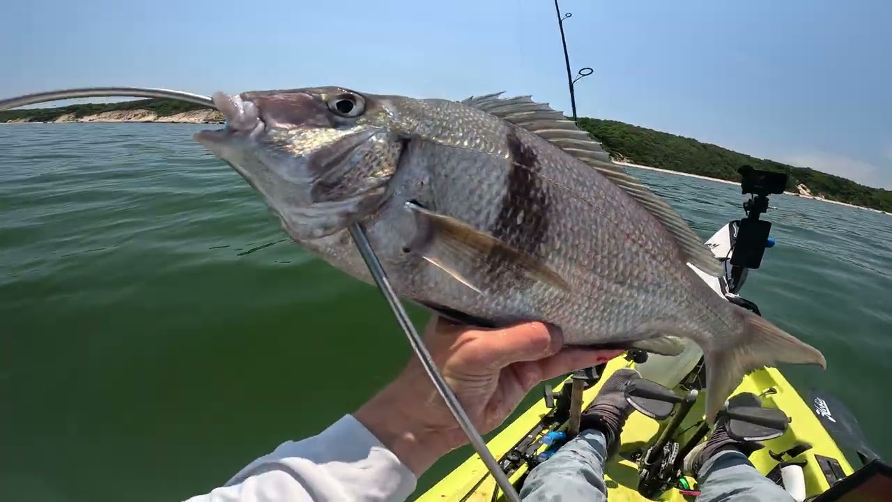 The shallow porgy bite in the Sound is on!