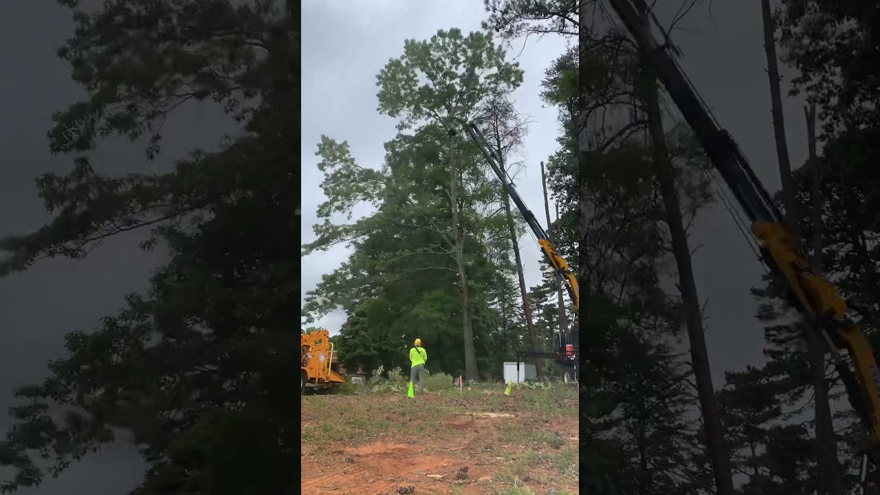 Knuckleboom Crane Grapplesaw removal - ALTEC - Effer 225 - Gierkink