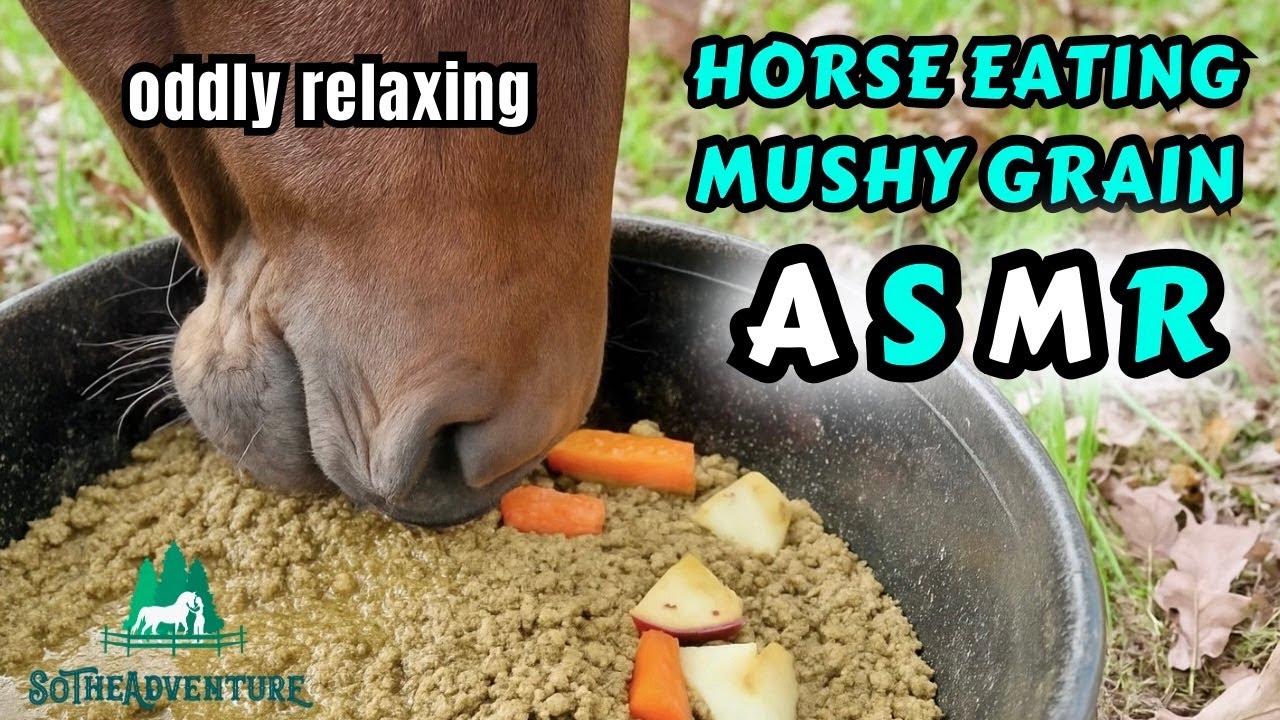 Horse Eating ASMR MUSHY GRAIN with Carrots & Apples | Oddly Relaxing Horse Sounds | Horse Care