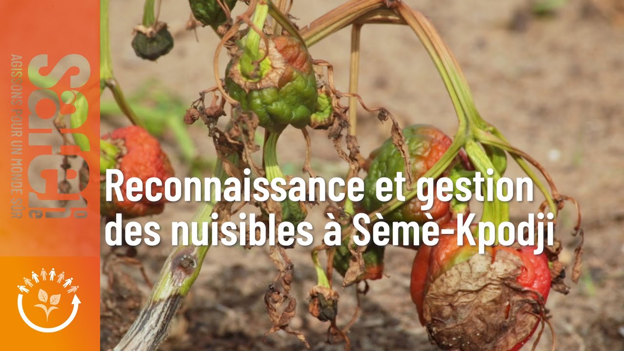 Reconnaissance des nuisibles et auxiliaires des cultures maraîchères à Sèmè Podji_SafeOne2024