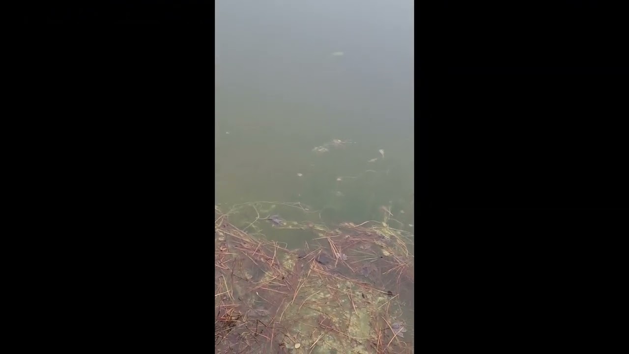 Рыбалка на кишащем рыбой пруду с Калебом!!!