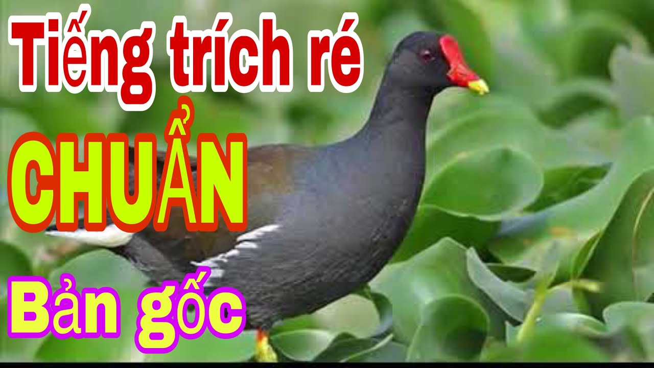 Tiếng trích ré chuẩn nhất hiện nay l video dài đánh xuyên đêm l Săn bẫy TV