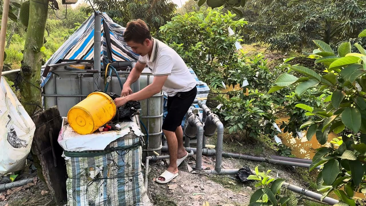 Tập 28: Phun thuốc dưỡng trái  gì cho sầu riêng đang mang trái ?? làm trái mùa vụ 2025-2026 ?