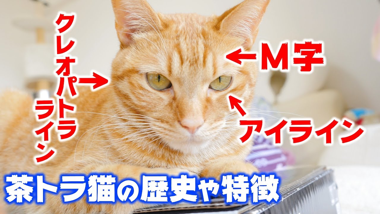茶トラ猫の歴史や起源、３つの特徴を紹介