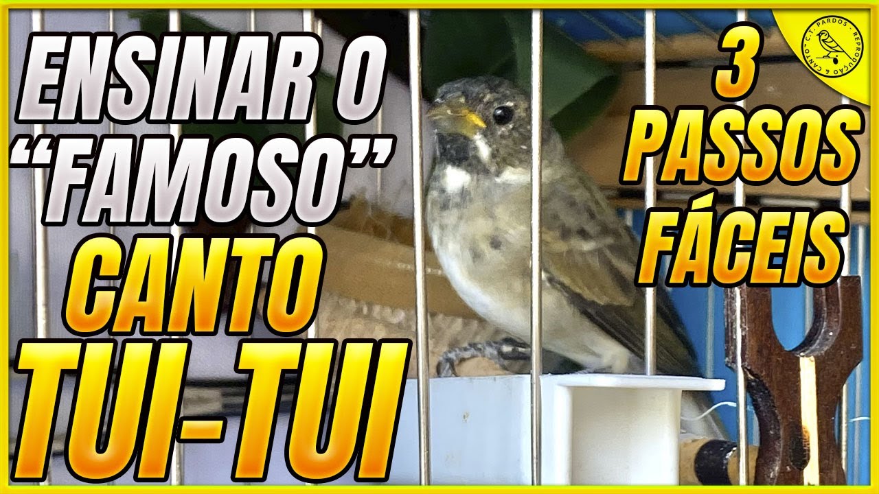 3 passos pra ensinar fácil o famoso canto tui tui papa-capim pardo