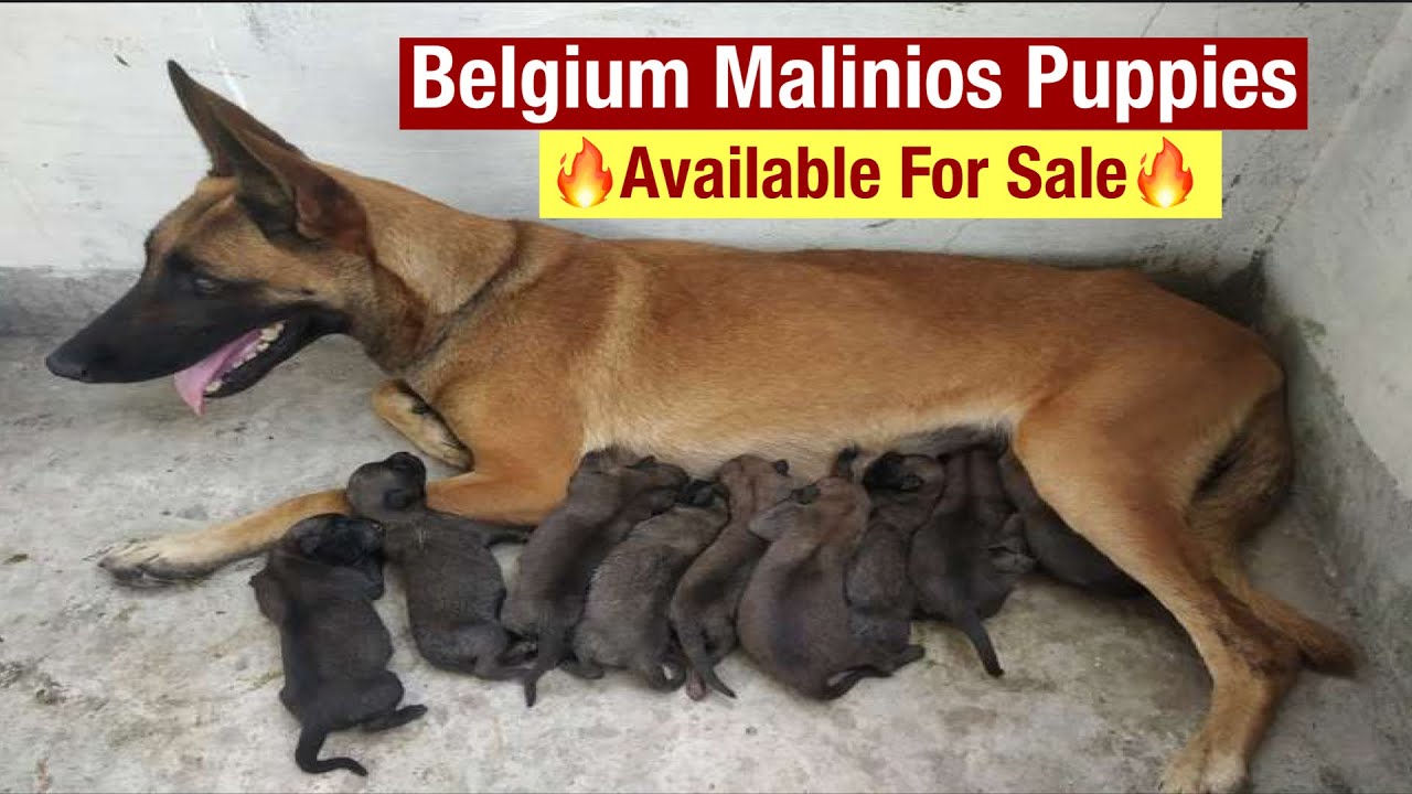 Belgium Malinois Puppies Available For Sale In Hyderabad