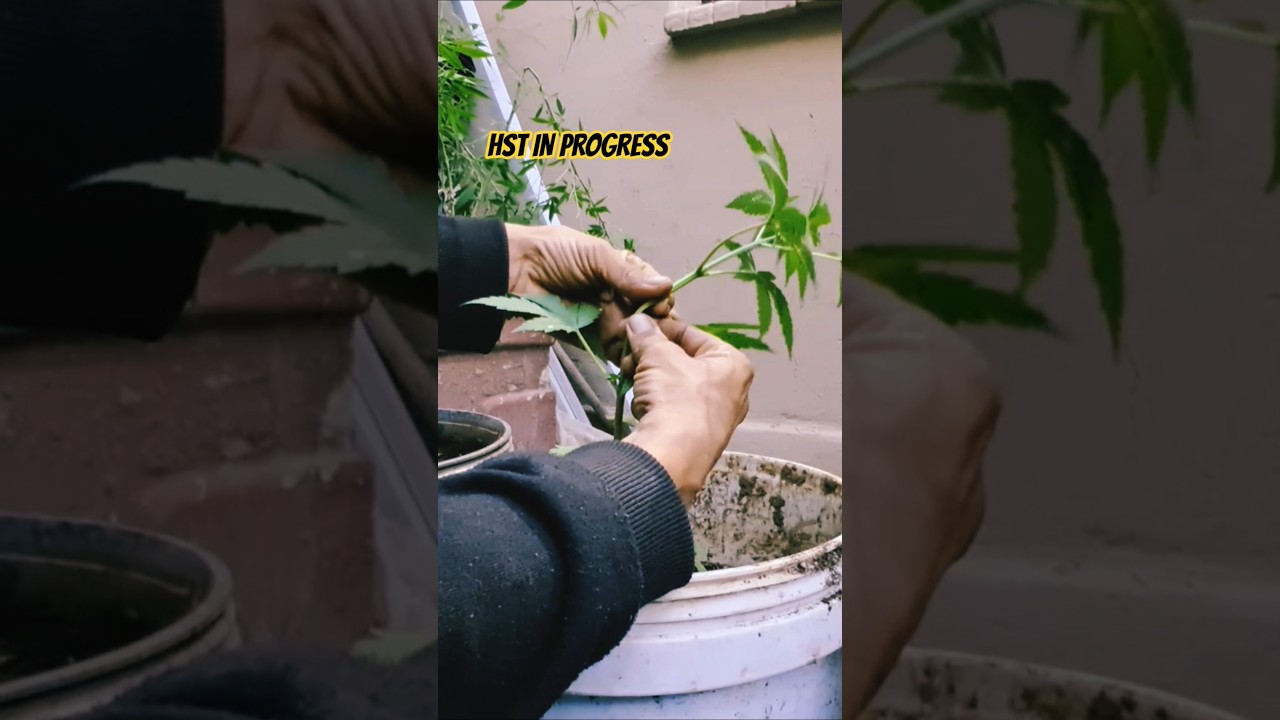 learning HST