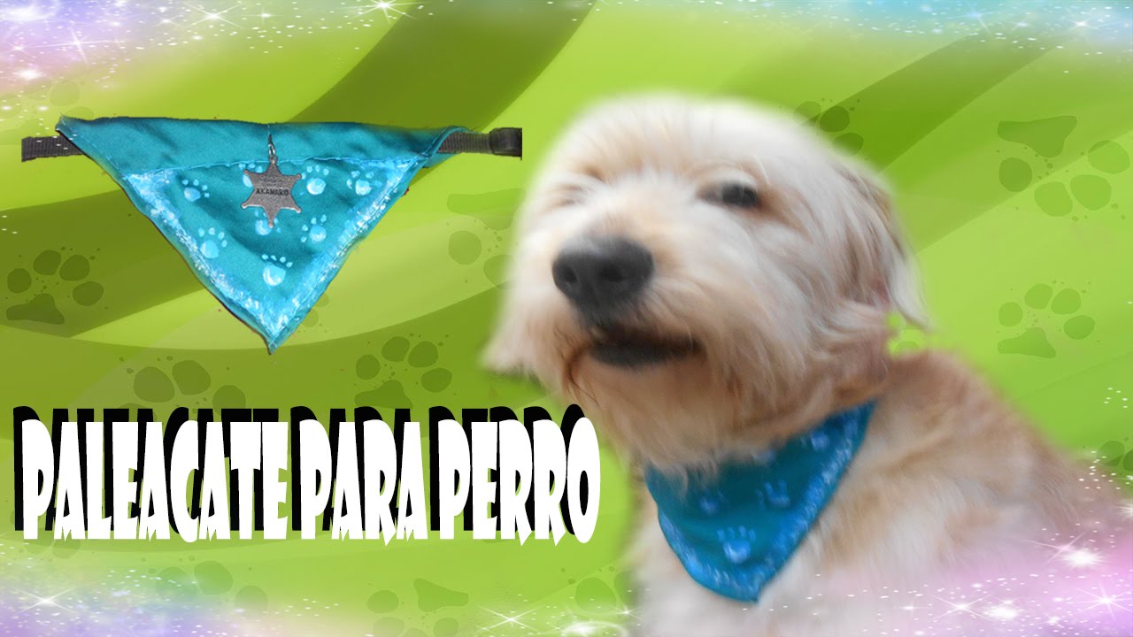 corbata para mascota