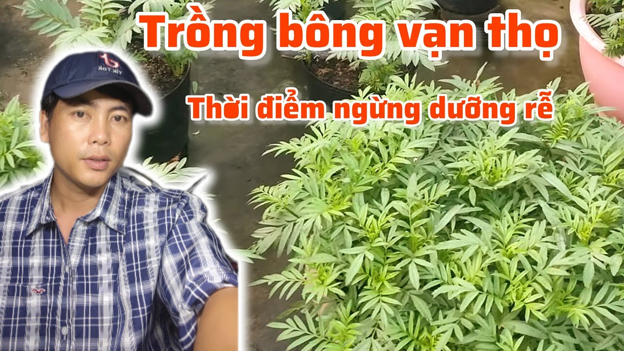 cách trồng bông vạn thọ tết 2026, thời điểm ngừng dưỡng rễ, huỳnh tinh vlog