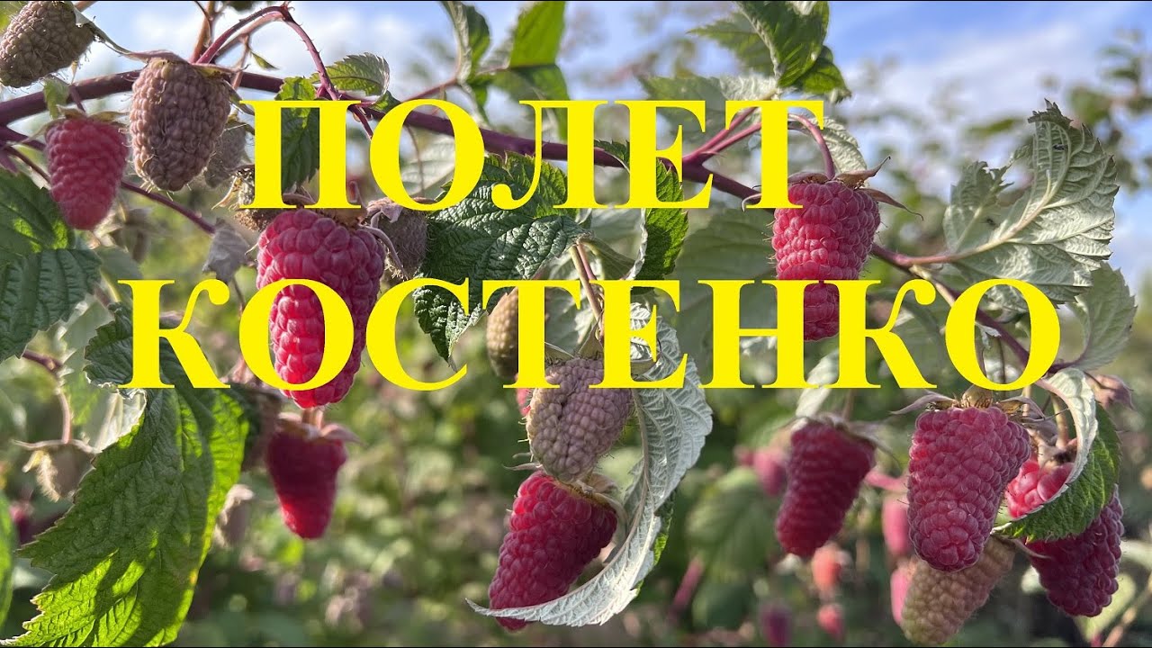 Малина ремонтантная Полет Костенко