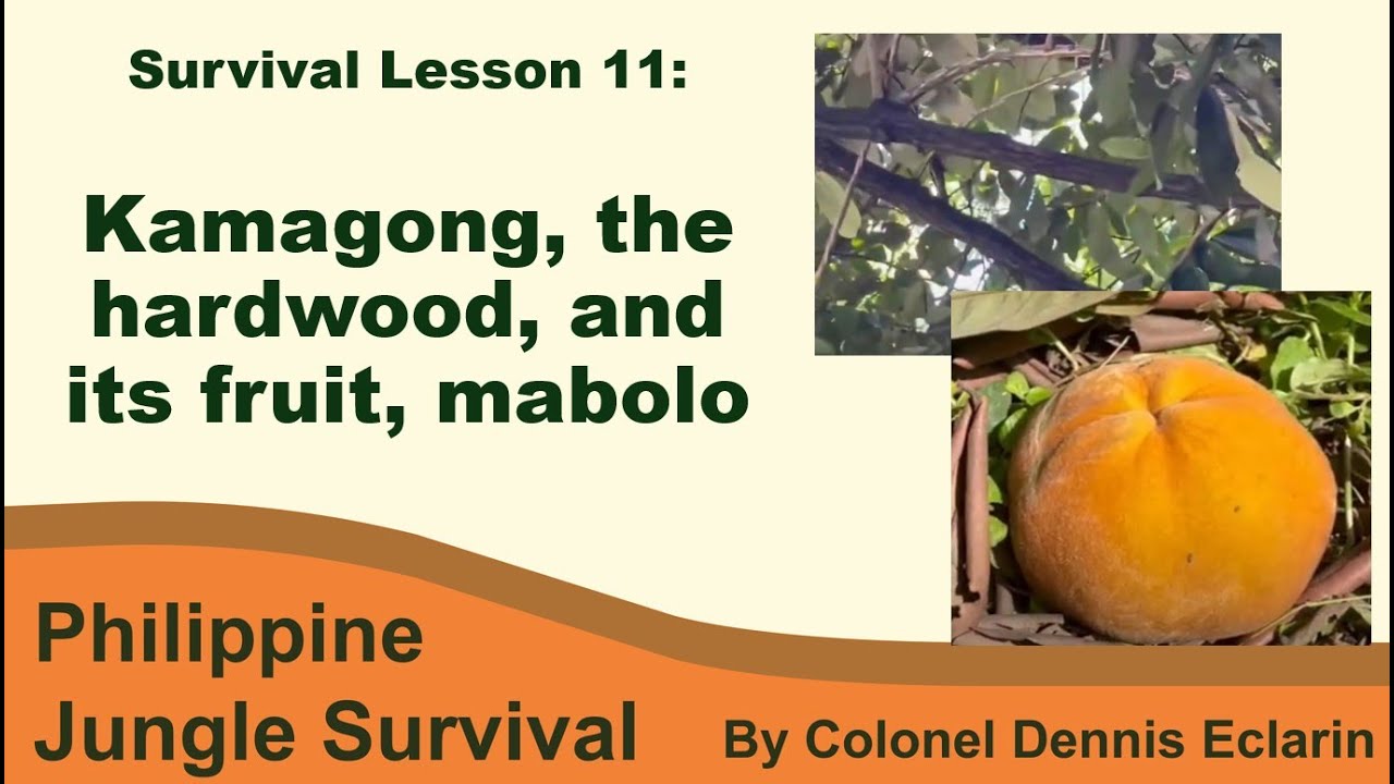 Survival Lesson 11: Kamagong: The Tree So Tough, It's Practically Bulletproof (and Its Fruit Mabolo)