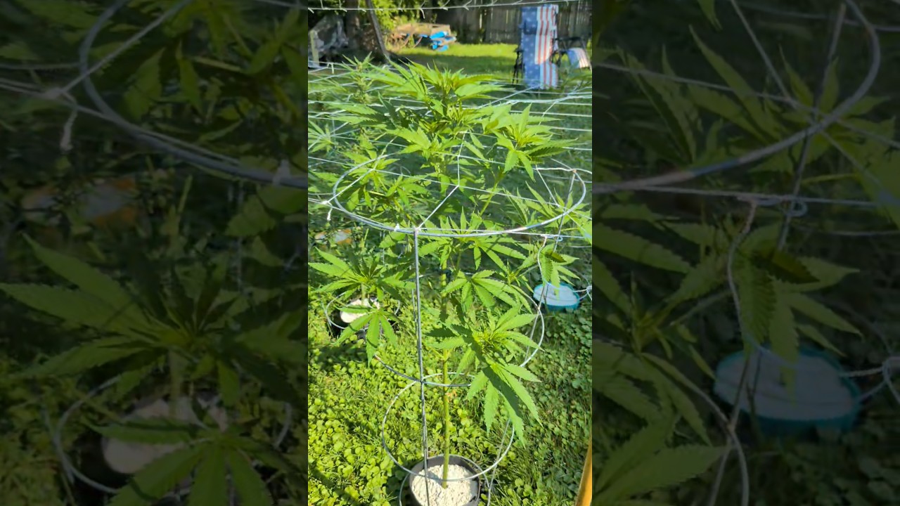 GMO Cookies Outdoor - Day 53 #cannabiseducation