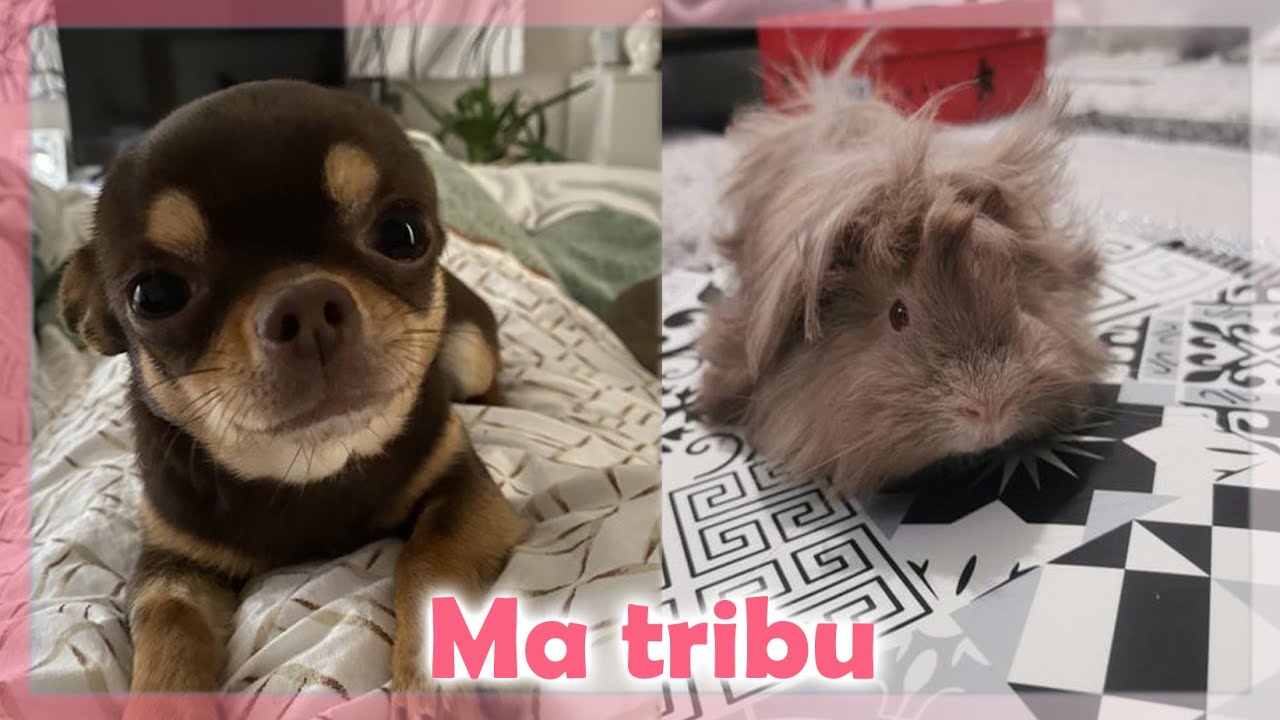 Tout mes animaux en une vidéo