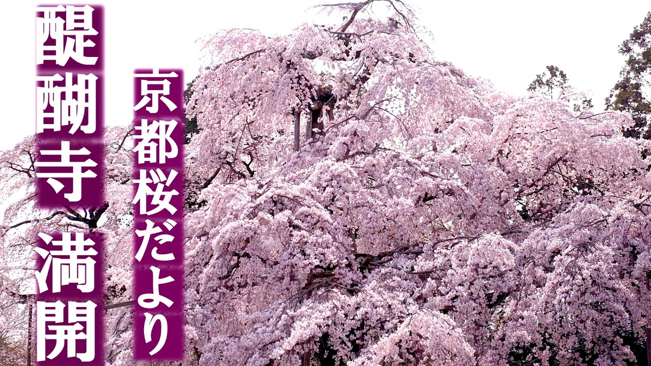 【速報】京都・醍醐寺の桜が満開！今週末が見頃です（2026.3.28撮影）| Kyoto Cherry Blossoms 2026 Full Bloom