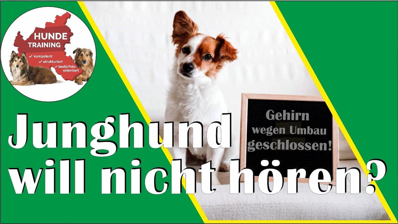 So führen wir unseren Hund stressfrei und souverän durch die Pubertät!