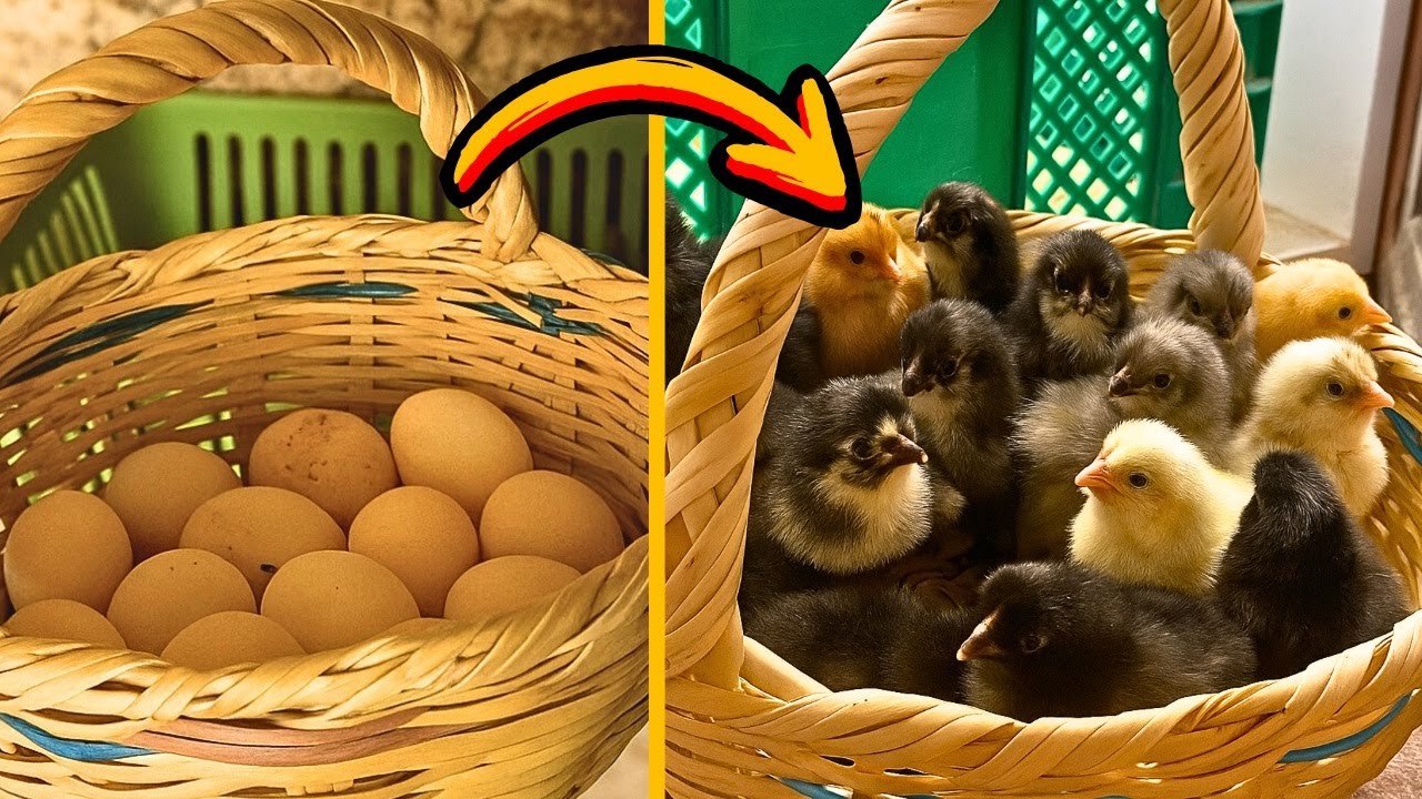 🎯 جربت فقّاسة البيض التي صنعتها بنفسي 🐣 | كم تتوقع نسبة التفقيس؟