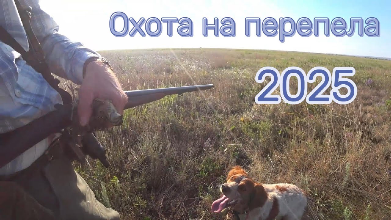 Охота на перепела (июль 2025)