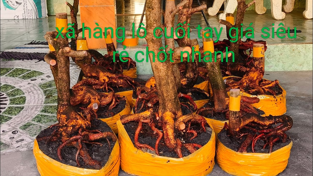 Ngày 11/3 xã hàng lô cuối tay giá siêu rẻ chốt nhanh 0332793171 hoàng tuấn