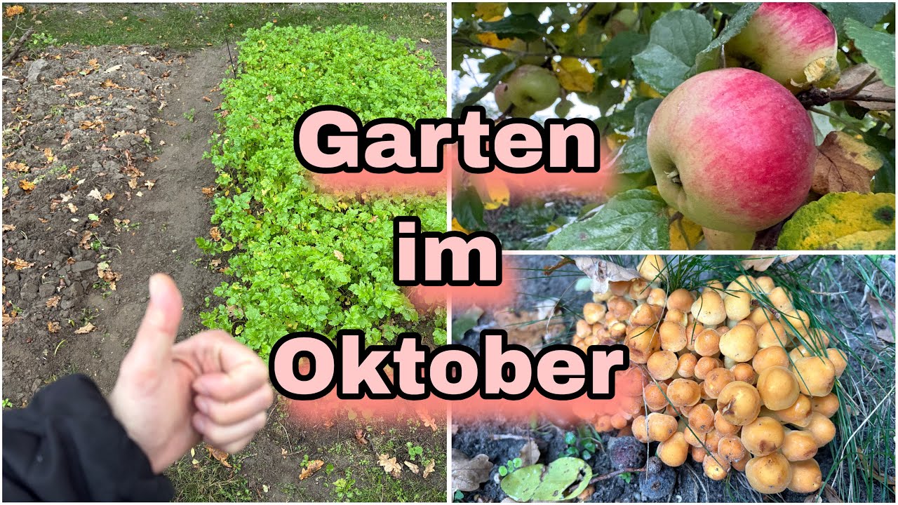 Garten Arbeit im Oktober 🍂🍃🪾🪏🪴
