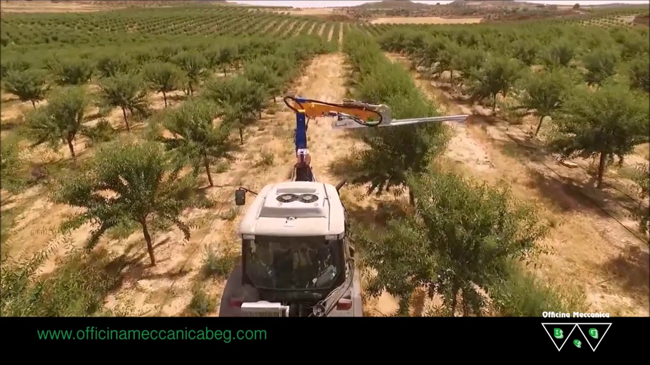 Mechanical Pruning in Spain