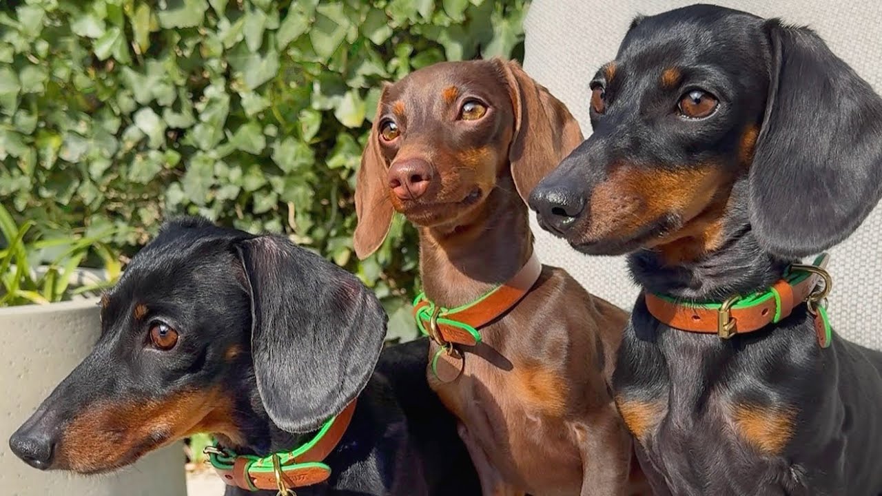 Family Diary- Mini Dachshunds have a new bed, grocery shopping with grandma and sunny weather.